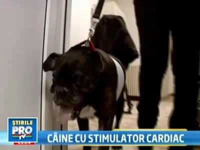 Boxi, primul catel din Romania cu stimulator cardiac!