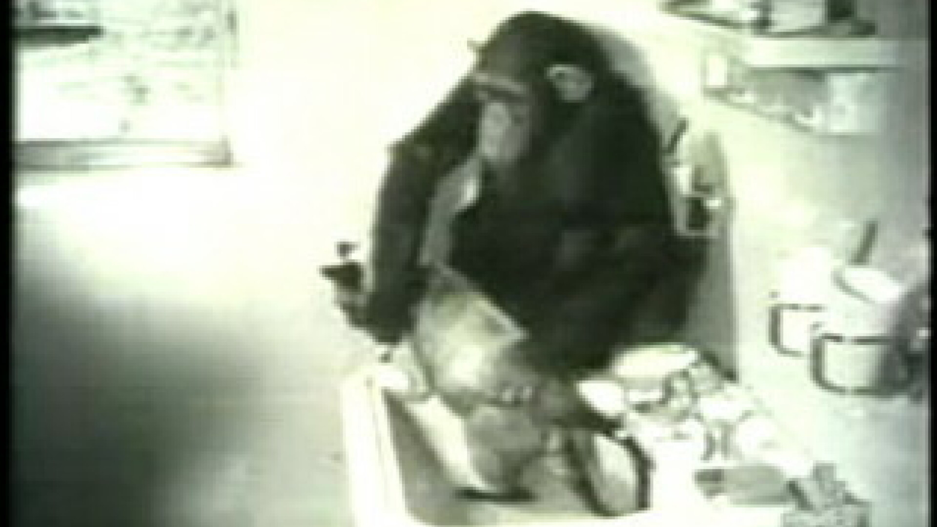 Uite cum spala un cimpanzeu o pisica!