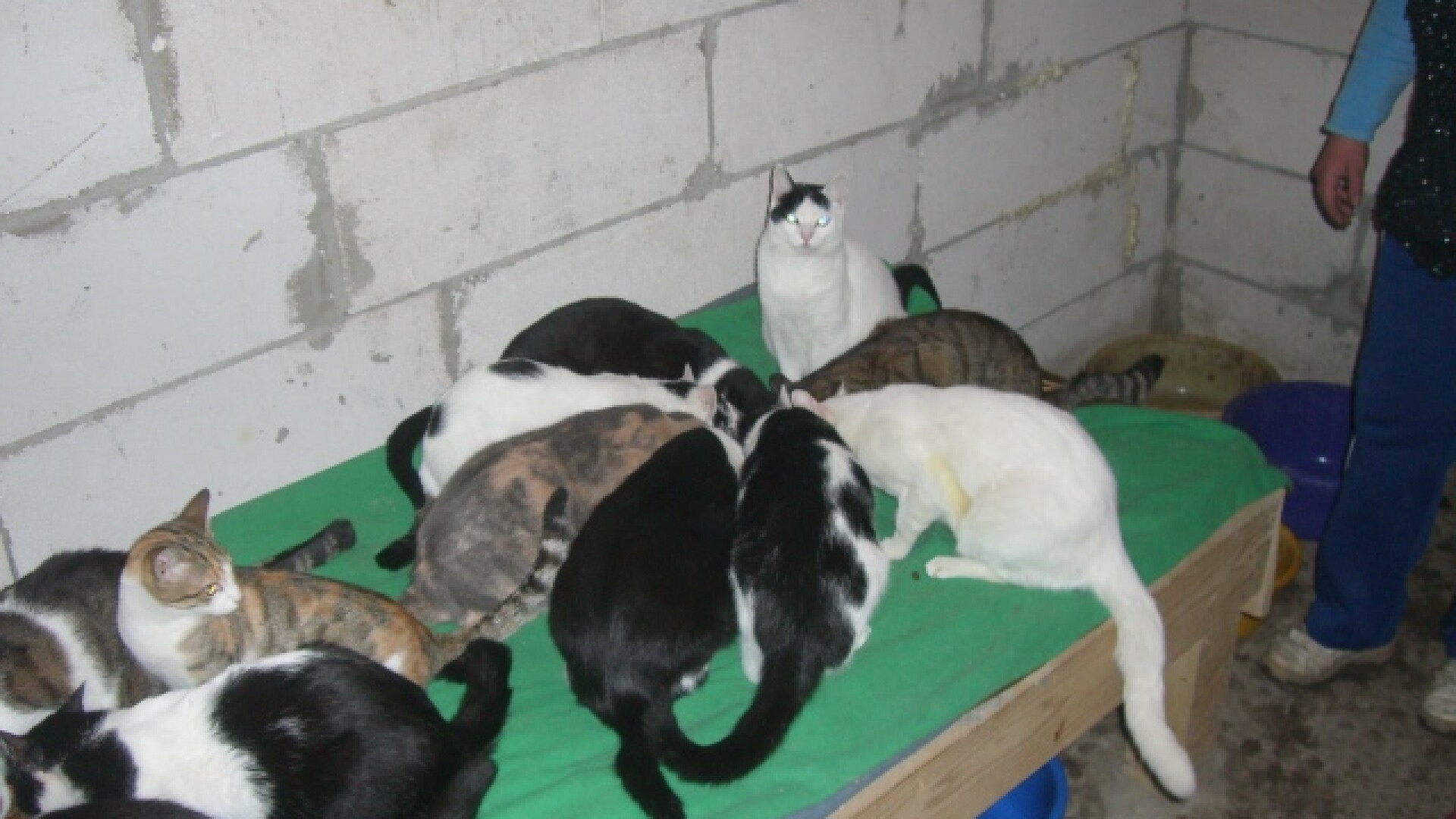 Are 27 de pisici, 8 caini, dar si nevoie de ajutorul tau!