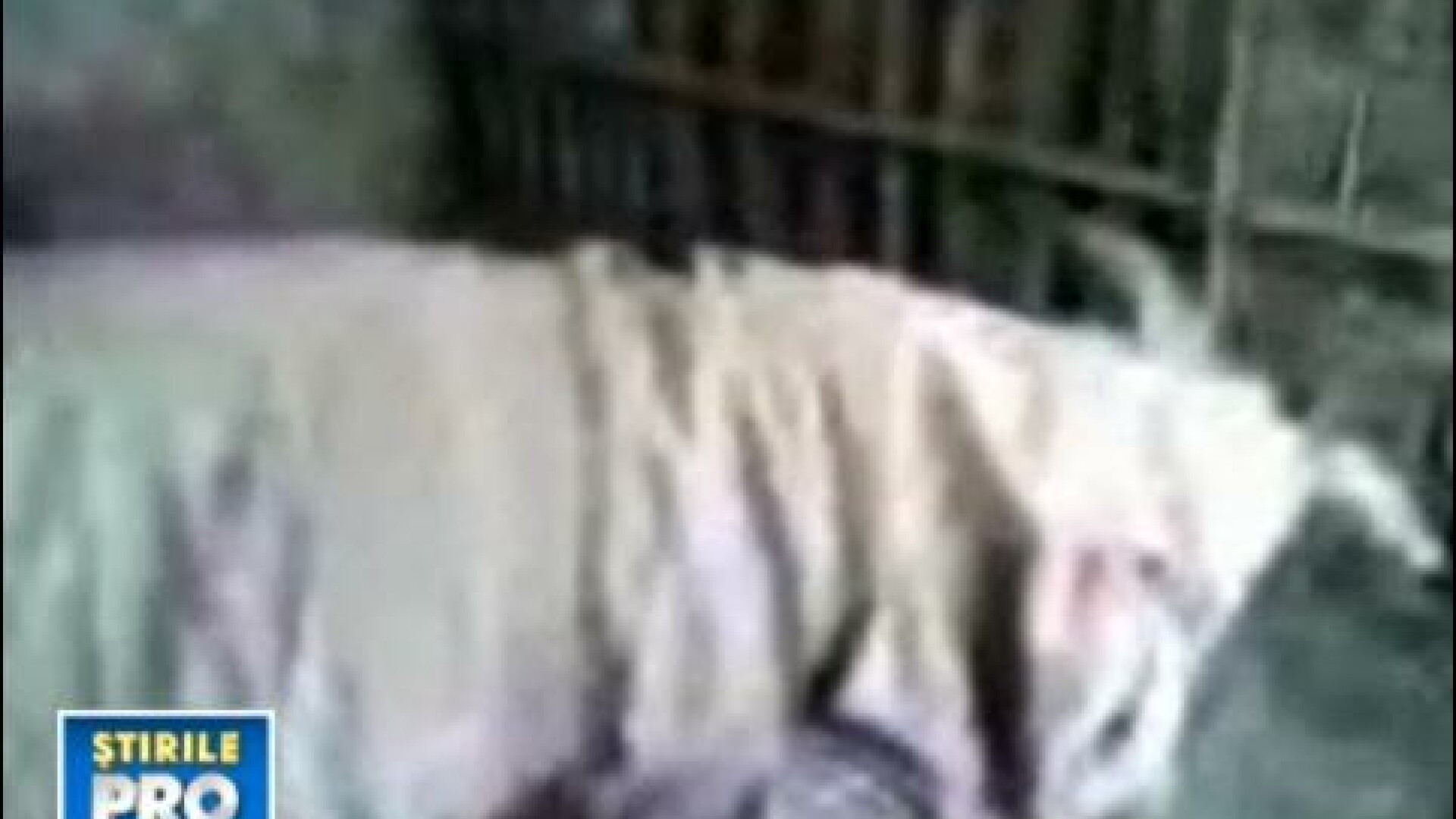 Si animalele sufera din cauza frigului! Uite capra infofolita