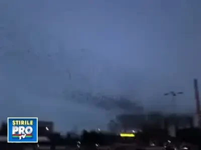 "Dansul graurilor" si in Romania!