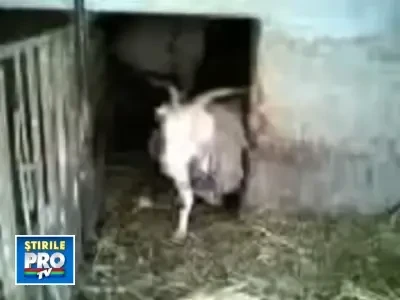 Si animalele sufera din cauza frigului! Uite capra infofolita