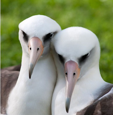 Menage a trois! Doua femele albastros, mame cu ajutorul unui tata surogat
