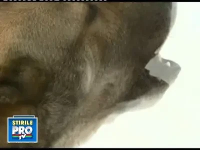 Prefectul Capitalei vrea ca maidanezii sa fie eutanasiati