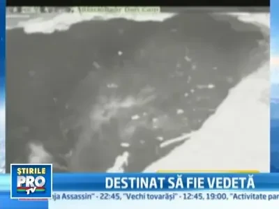 Reality-show in barlog. Pui de urs, urmarit non-stop