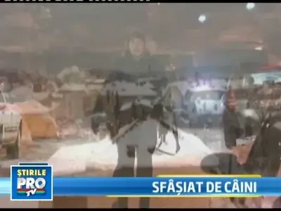 Drama in Slovenia! Un medic a murit sfasiat de cei trei caini ai sai