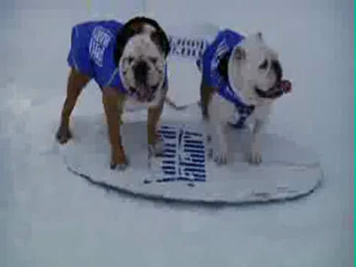 IARNA NU-I CA VARA! De la skateboard la snowboard, cat ai zice HAM! VIDEO!