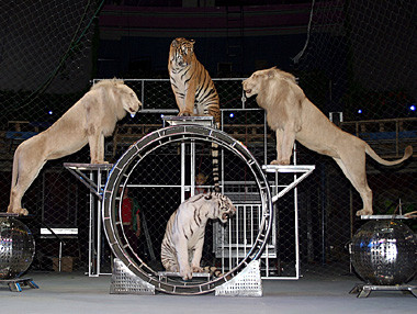 Zeci de acrobati din Europa au adus magia in Bucuresti, la Festivalul International al Circului