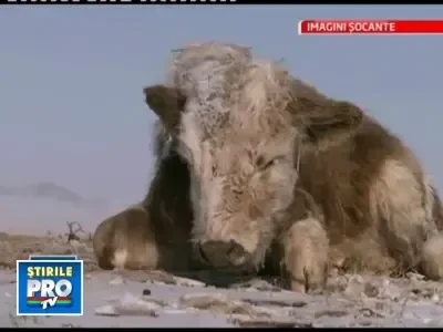 Catastrofa in Mongolia! Mii de oameni sunt pe cale sa moara de foame