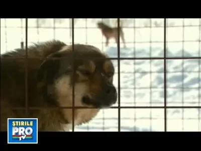 Cel mai bun prieten al cainelui este.. omul. Au salvat cateii de la inghet!