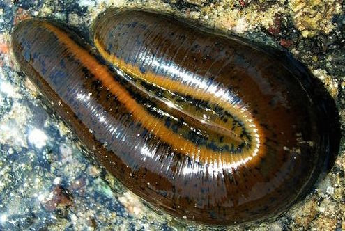 Terapia cu lipitori este din nou la moda!