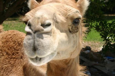 Camila Moise, de 700 de kilograme, a cazut intr-un canal