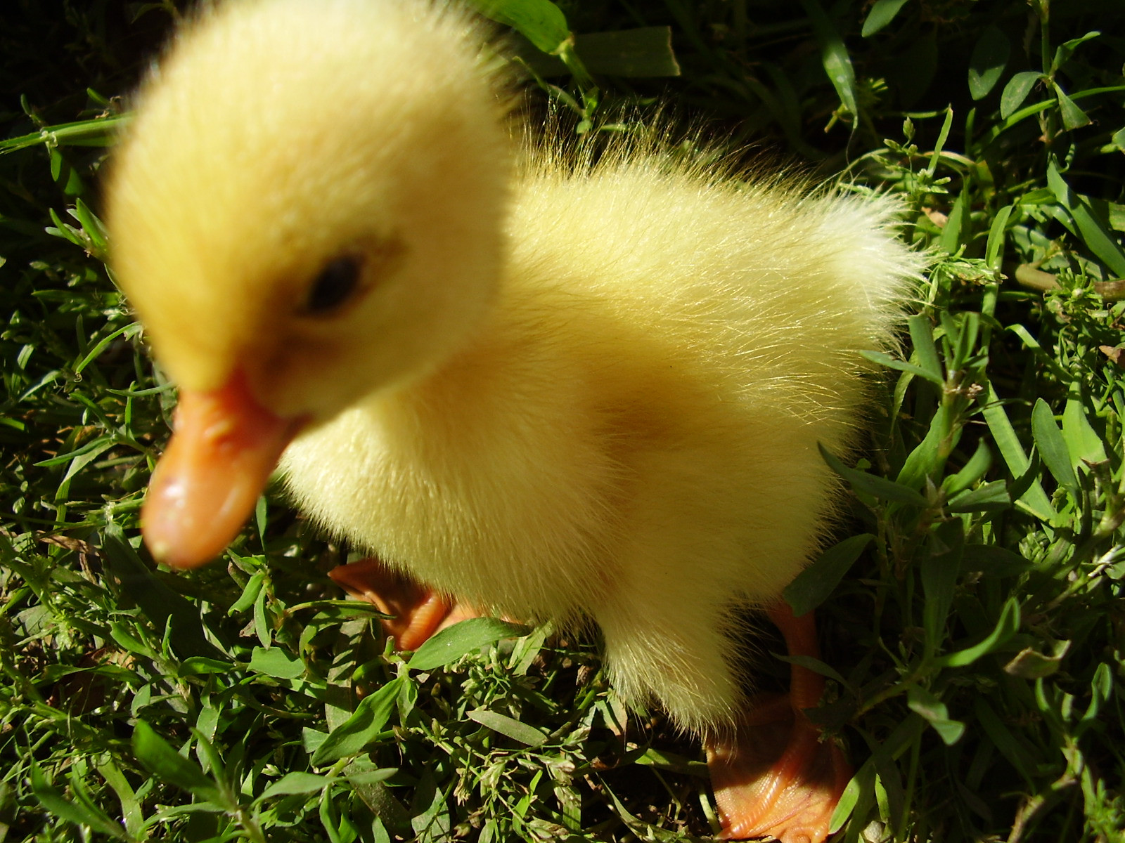 Un baietel paralizat a inceput sa mearga datorita unui boboc de rata!