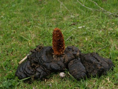 Cadou inedit pentru fostul/fosta de Sf. Valentin: balegar de vaca!