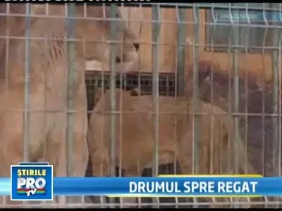 Leii de la Zoo Oradea au ajuns cu bine la noua lor casa, in Anglia