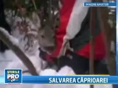 Caprioara, incoltita de dulai la Azuga! Noroc cu salvamontistii...