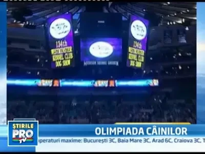 2.500 de caini se bat la New York pentru titlul de "Cel mai frumos"!