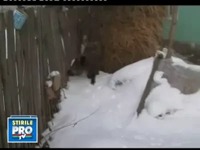 Cruzime fara margini! Au torturat un pui de mistret pana l-au omorat!