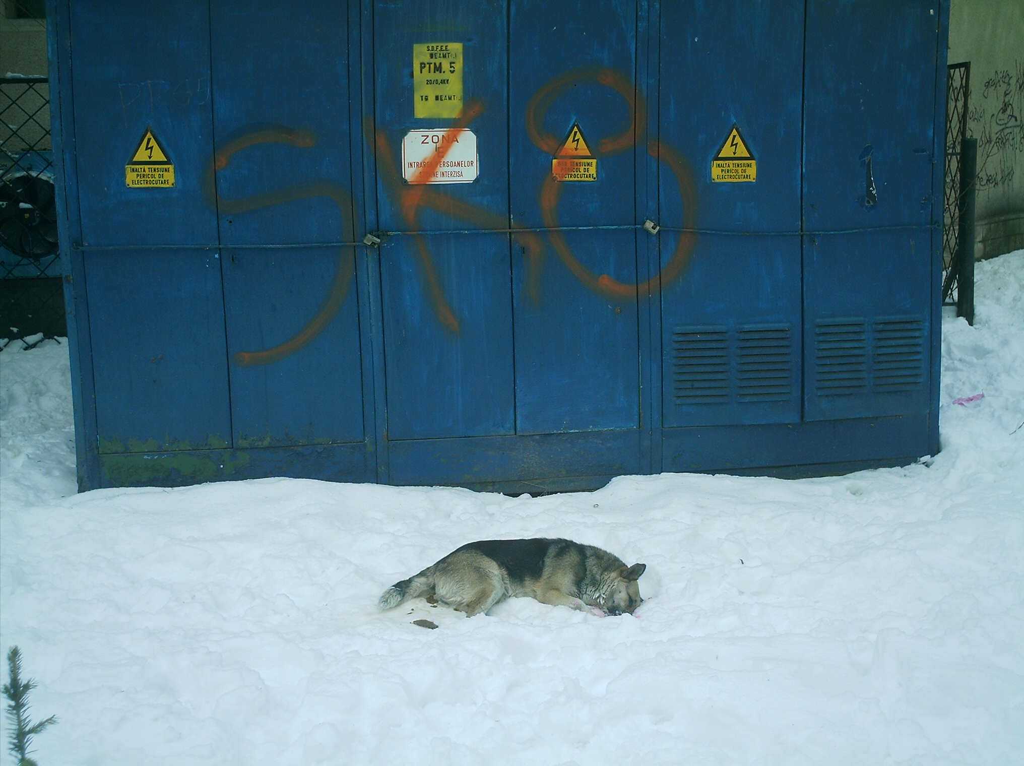 IMAGINI SOCANTE! Caine otravit de oameni fara suflet!