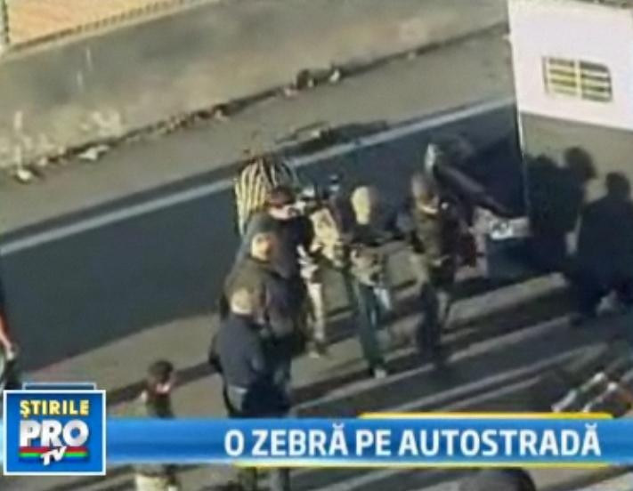 Zebra in mijlocul drumului. Nu trecerea de pietoni, ci animalul