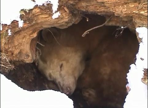 Uite cum hiberneaza ursul blond Apollo!