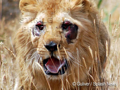 Leu lasat aproape orb de ingrijitorii unui circ din Franta! FOTO