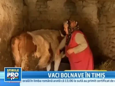 Focar de infectie in Timis! Sute de vaci depistate cu leucoza!