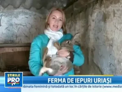 Faceti cunostinta cu Stapana, un iepure gigant de 12 kg