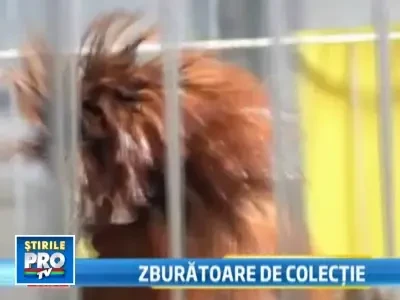 Bijuterii inaripate care pot valora si 1.000 de euro!