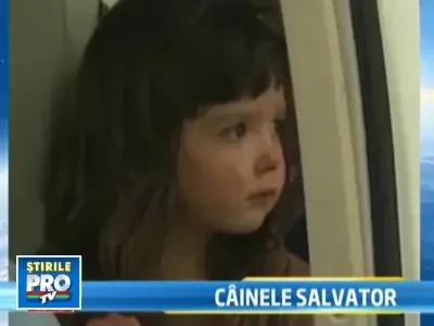 Un ciobanesc german a incasat 2 gloante de la hoti. Si-a aparut stapanii