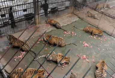 Oribil! Tortureaza si omoara tigrii ca apoi sa faca vin din oasele lor!