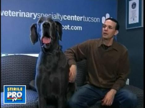 El este George, cel mai inalt caine din lume!