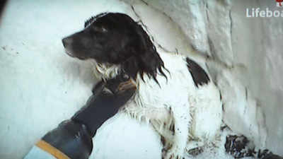 Catel salvat, dupa ce a cazut de la 100 de metri in apele Canalului Manecii