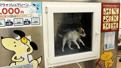 Japonezii isi spala cainii la masina, ca sa economiseasca bani!