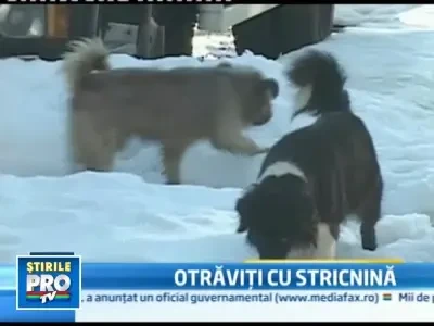 30 de caini comunitari au fost gasiti otraviti pe strazile din Suceava