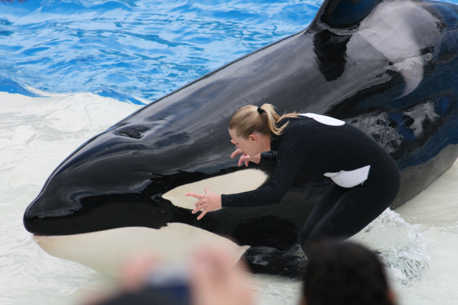 Instructoare omorata de o balena! S-a intamplat la Sea World, Florida