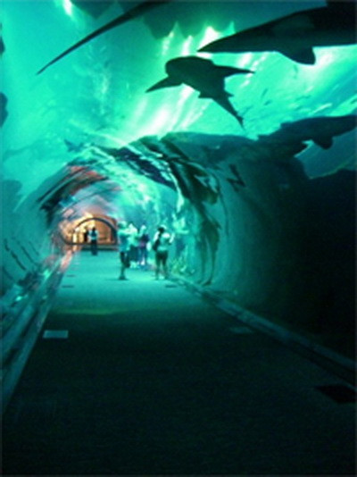 Dubai Mall, evacuat. O fisura in acvariul cu rechini a provocat panica!