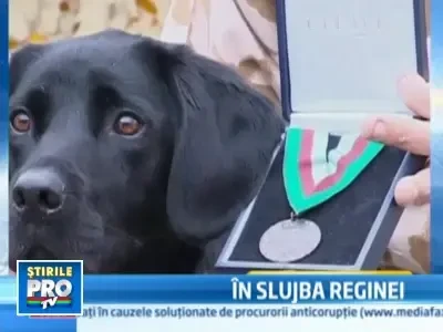 Labradorul Treo, decorat pentru curaj, indemanare si hotarare!