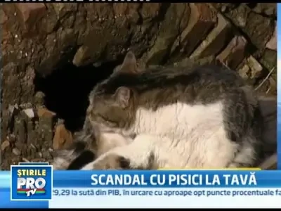 Pisica inabusita cu rozmarin este delicioasa!... recomandarea unui bucatar