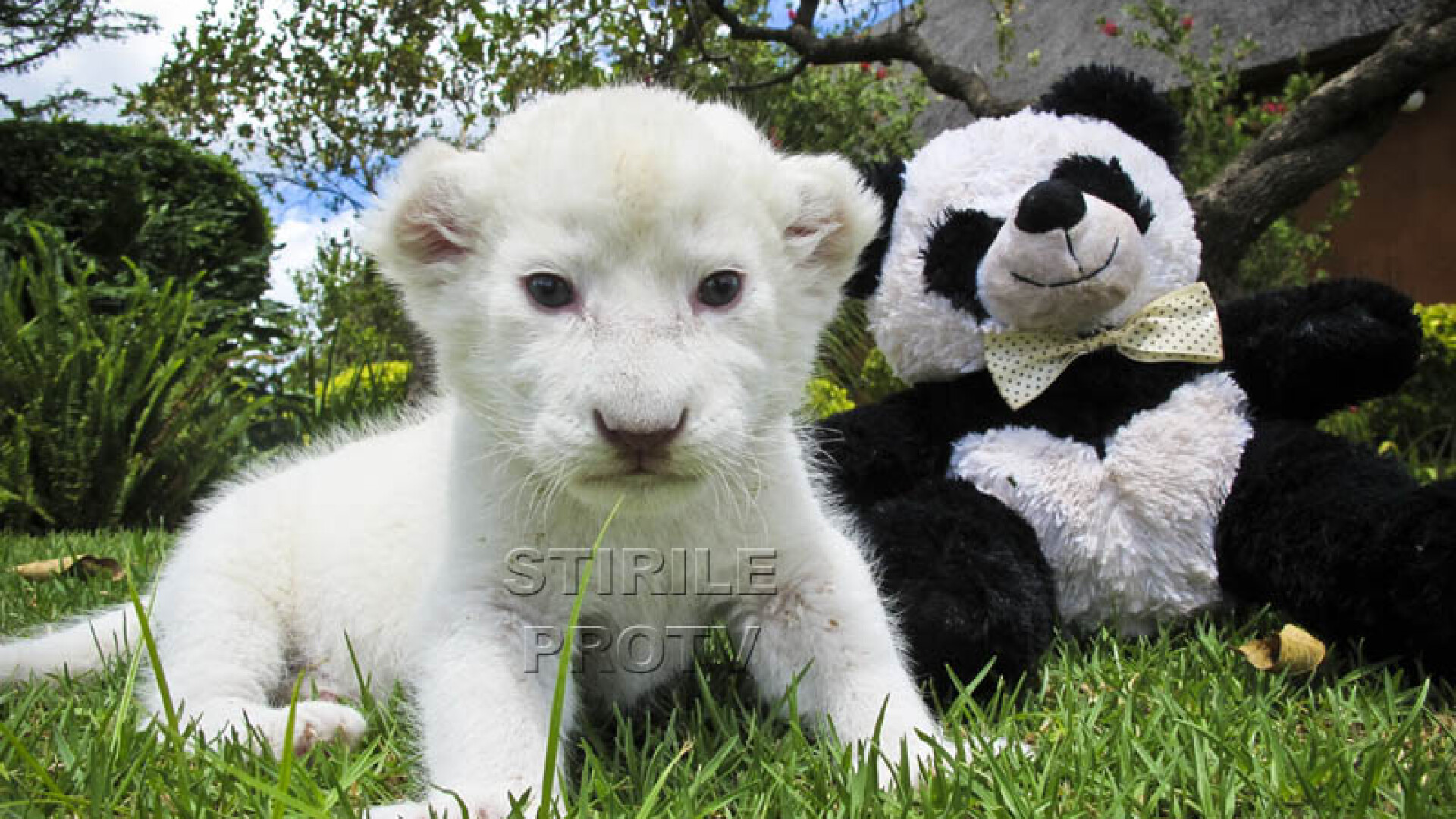 Ea este Lily, are 3 saptamani si prietenul ei bun este un panda de plus