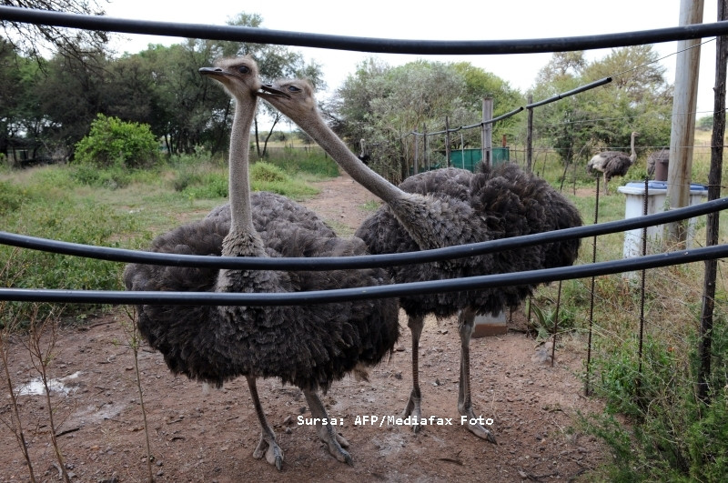 Strutii din Timis au murit pe capete, din cauza stresului