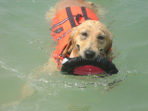 Cei mai curajosi caini! Au salvat peste 300 de oameni de la inec