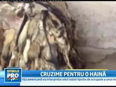 INGROZITOR! Mii de caini si pisici, ucisi pentru blana!