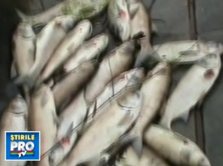 Tablou apocaliptic pe litoral! Mii de pesti morti la malul marii!