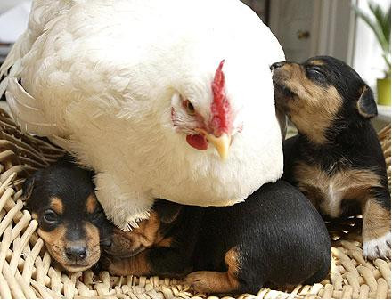 O gaina din Marea Britanie, “mama” de rottweileri