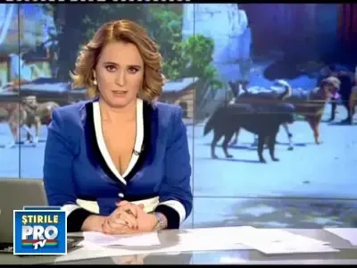 Exportam comunitari. 30 de caini maidanezi vor ajunge la nemti