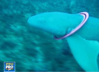 Ati vazut vreodata un rechin cu colier?