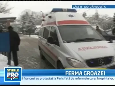 SOCANT! Batuti, flamanzi si fortati sa munceasca in sclavie!