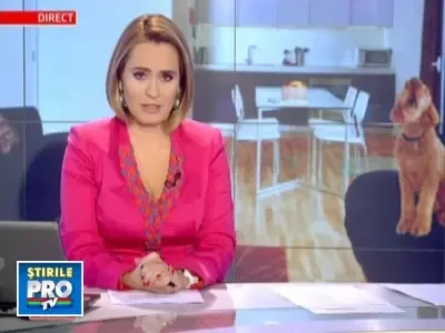 Cel mult 2 patrupede in apartamente. Altfel amenda de pana la 2500 lei