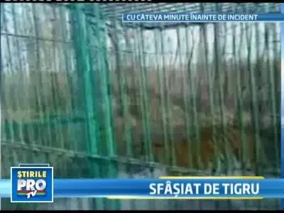 Incident la Zoo Sibiu! A ajuns la spital cu piciorul sfartecat de un tigru